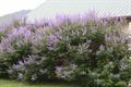 Vitex